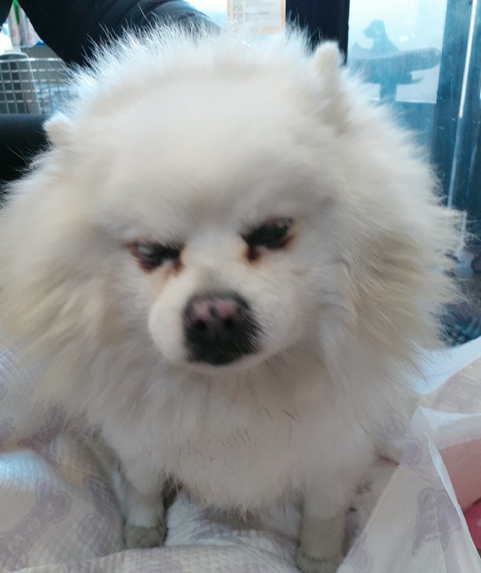 오산 유기동물보호소_441400202500034